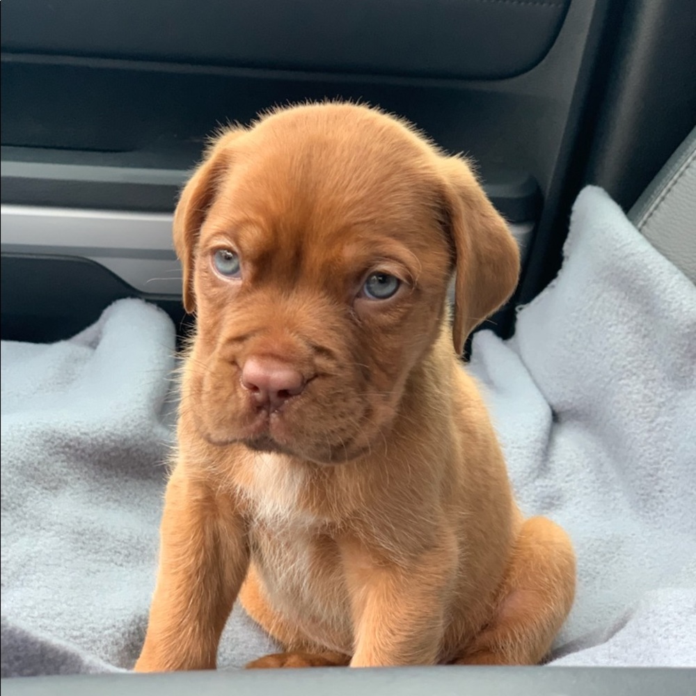 Meet your Posher, Lainy